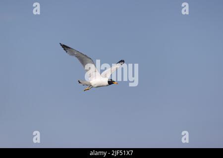 Gabbiano di Pallas Ichthyaetus ichthyaetus, sub adult flying, Delta del Danubio, Romania, giugno Foto Stock