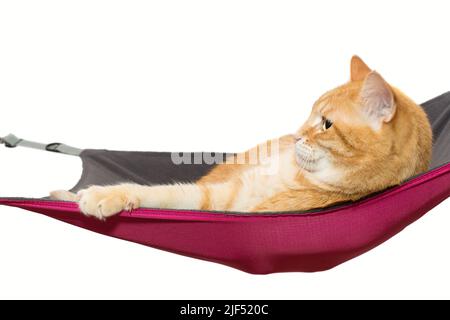 Il gatto zenzero si trova comodamente in un'amaca, isolato su bianco Foto Stock