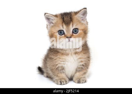Ritratto di un gattino scozzese a strisce con occhi blu. Il gattino ha un mese, isolato su sfondo bianco. Foto Stock