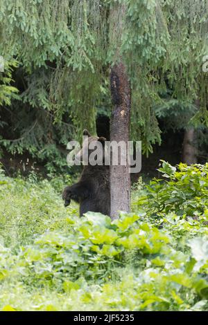 Orso bruno europeo Ursus arctos arctos, adulto che graffia indietro contro albero, Transilvania, Romania, giugno Foto Stock