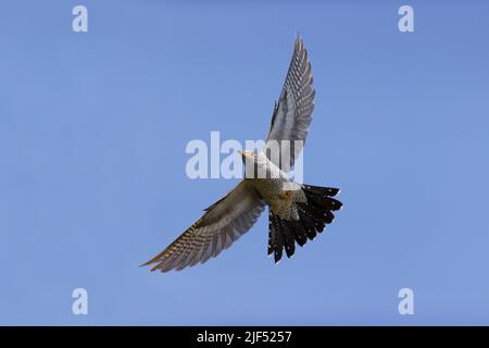 Cuculus canorus comune cucù, maschio adulto battenti, Delta del Danubio, Romania, giugno Foto Stock