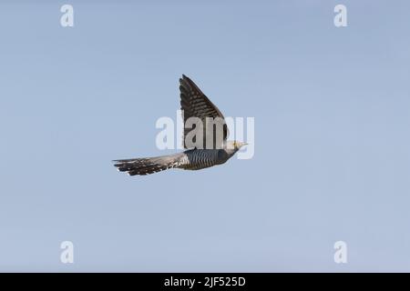 Cuculus canorus comune cucù, maschio adulto battenti, Delta del Danubio, Romania, giugno Foto Stock