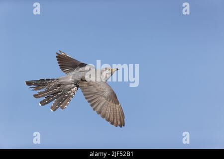 Cuculus canorus comune cucù, maschio adulto battenti, Delta del Danubio, Romania, giugno Foto Stock