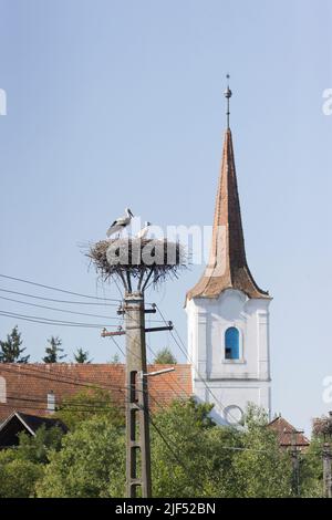 Ciconia ciconia bianca ciconia, adulto con 2 pulcini in nido su palo telegrafo con la chiesa in background, Romania, giugno Foto Stock