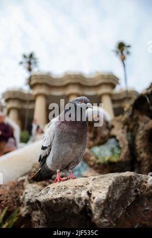 Urban Columba Bird si trova sulla pietra nel Parco Güell. Pigeon Ritratto a Barcellona, Catalogna. Foto Stock