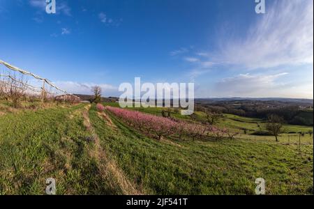 Les trois Villages - Vue panoramique des champs de Pêchers fleuris Foto Stock