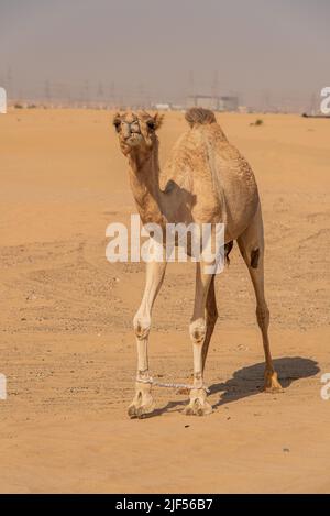 Vista del cammello sul deserto negli Emirati Arabi Uniti Foto Stock