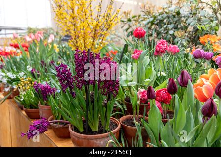 Viola giacinto Woodstock fiorisce in un giardino nel mese di aprile. Hyacinthus orientalis Foto Stock