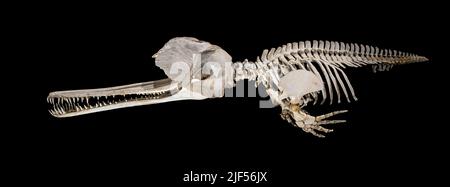 Lo scheletro del delfino fluviale dell'Asia meridionale, il delfino fluviale del Gange (Platanista gangetica), Foto Stock