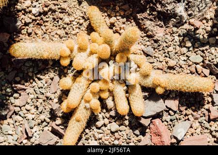 Il cactus cresce nelle rocce. Vista dall'alto giorno di sole Foto Stock