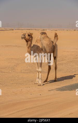 Vista del cammello sul deserto negli Emirati Arabi Uniti Foto Stock