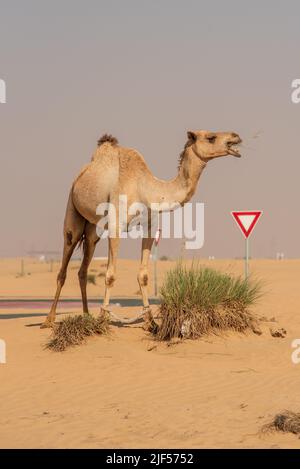 Vista del cammello sul deserto negli Emirati Arabi Uniti Foto Stock