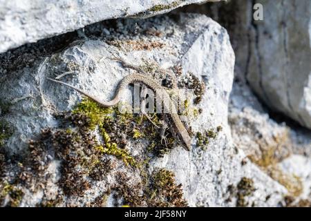 Wall Rock Lizard (Lacertidae, lacertidi) su pareti rocciose di Bonneville durante l'estate 2022 Foto Stock