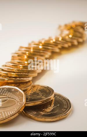 Fila di monete canadesi da un dollaro su sfondo bianco. Foto Stock