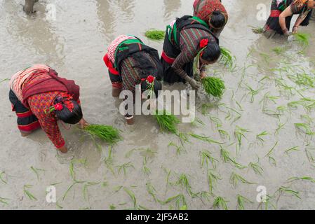 Kathmandu, Nepal. 29th giugno 2022. Le donne nepalesi hanno visto piantare piantine di riso durante il giorno della risaia nazionale. Gli agricoltori nepalesi festeggiano il National Paddy Day con vari eventi che segnano l'inizio della stagione annuale di semina del riso. (Foto di Bivas Shrestha/SOPA Images/Sipa USA) Credit: Sipa USA/Alamy Live News Foto Stock