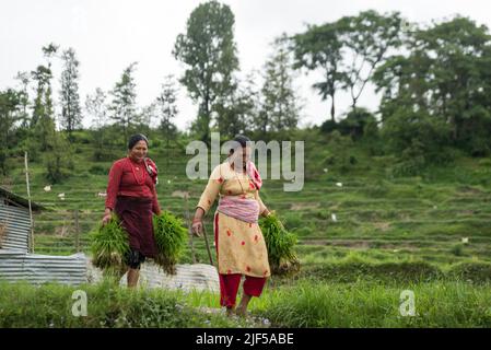 Kathmandu, Nepal. 29th giugno 2022. Le donne nepalesi camminano lungo il campo di risaie con piantine di riso durante la Giornata Nazionale del Paddy. Gli agricoltori nepalesi festeggiano il National Paddy Day con vari eventi che segnano l'inizio della stagione annuale di semina del riso. (Foto di Bivas Shrestha/SOPA Images/Sipa USA) Credit: Sipa USA/Alamy Live News Foto Stock