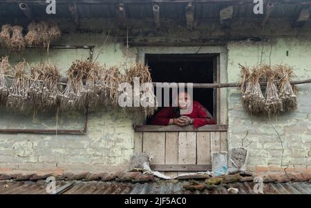 Kathmandu, Nepal. 29th giugno 2022. Una donna nepalese guarda dalla finestra durante la festa nazionale della risaia. Gli agricoltori nepalesi festeggiano il National Paddy Day con vari eventi che segnano l'inizio della stagione annuale di semina del riso. (Foto di Bivas Shrestha/SOPA Images/Sipa USA) Credit: Sipa USA/Alamy Live News Foto Stock