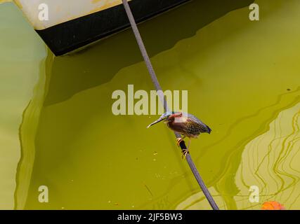Green Heron (Butorides virescens) arroccato sulla corda di ormeggio al molo di Napoli, in Florida, USA Foto Stock