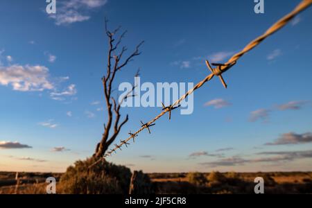 Outback australiano. Una recinzione di filo spinato nell'Outback Australia. Foto Stock