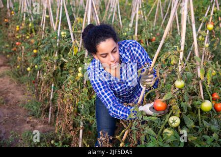 Latina raccogliendo pomodori in campo agricolo in autunno Foto Stock