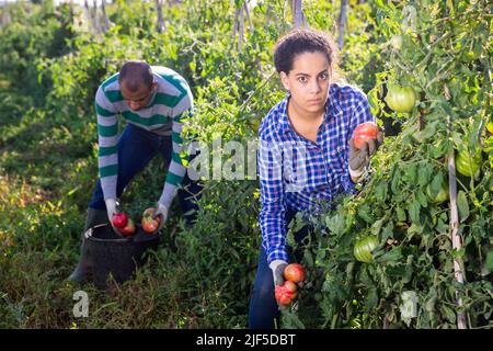 Giovane agricoltore femmina che raccoglie pomodori sul campo di fattoria Foto Stock