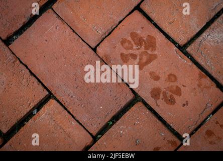 Una vista dall'alto della zampa bagnata stampa su mattoni Foto Stock