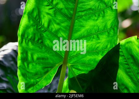 Primo piano dello sfondo verde della foglia alla luce del sole Foto Stock
