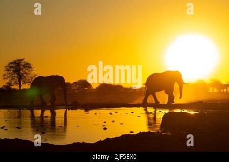 Elefanti africani (Loxodonta africana) in una buca al tramonto in silhouette Foto Stock