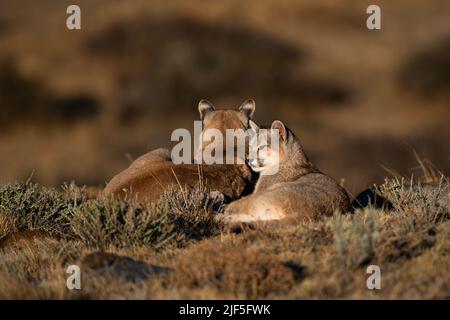 Una famiglia di Puma dorme coccolate insieme vicino al Parco Nazionale Torres del Paine, Cile Foto Stock