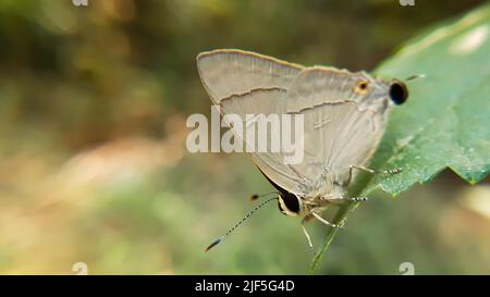 Primo piano macro di flash farfalla comune. Il flash comune, Bidaspa nissa (o Rapala nissa) è una specie di farfalla litacenide o blu che si trova in India. Foto Stock