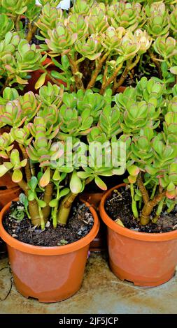 Belle piante di cotiledone orbiculata in vaso da giardino Nursery comunemente noto come maiali o cani orecchio o ombelico rotondo a foglia. Decorativo o ornamentale Foto Stock