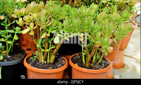 Belle piante di cotiledone orbiculata in vaso da giardino Nursery comunemente noto come maiali o cani orecchio o ombelico rotondo a foglia. Decorativo o ornamentale Foto Stock