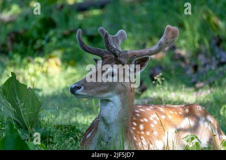 Il cervo (Dama dama) . Capriolo maschio con formiche crescenti in velluto. Cervo reclinabile nel parco Foto Stock