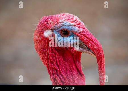 Primo piano della testa di una turchia domestica - maschio. Foto Stock