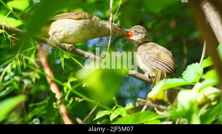 L'uccello sta alimentando il cibo nel becco dell'uccello del bambino, Bulbul (Pycnonotus blanfordi) di Streak-eaed sull'albero con le foglie verdi naturali sullo sfondo Foto Stock