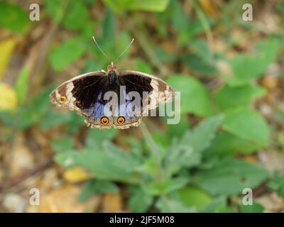 Blue Pansy Butterfly sull'albero con sfondo verde naturale, il motivo assomiglia agli occhi arancioni sull'ala nera e blu e viola e gialla Foto Stock