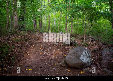 Concentratevi sul percorso attraverso la foresta idilliaca. Foto Stock