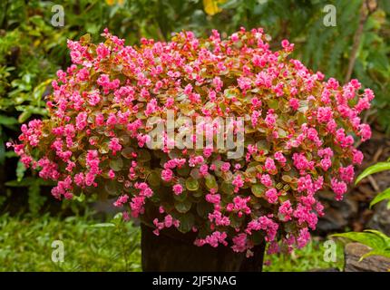 Begonia semperflorens, biancheria da letto Begonia, con massa di fiori rosa che nascondono contenitore, su sfondo di verde fogliame di altre piante da giardino Foto Stock