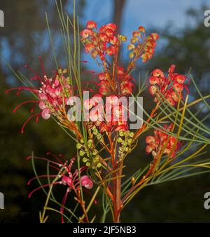 Fiori rossi vividi di arbusto nativo australiano, Grevillea longistyla x johnsonii 'eleganza' contro il cielo blu in Australia Foto Stock