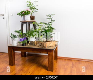 Home giardino interno riempito un sacco di belle piante, cactus, succulenti, pianta d'aria in pentole di disegno diverse. Concetto di giardinaggio domestico. Casa giungla. Foto Stock