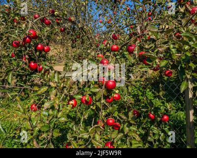 Frutti infettati dalla Monilia fruttigena Foto Stock