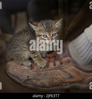 Un piccolo gattino è seduto sulla scarpa del proprietario. Il concetto di amore e di amicizia tra uomo e animale Foto Stock