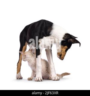 Liscio cucciolo di cane Collie e gatto LaPerm gattino, giocando e in piedi insieme. Entrambi guardando verso il retro. Isolato su sfondo bianco. Foto Stock