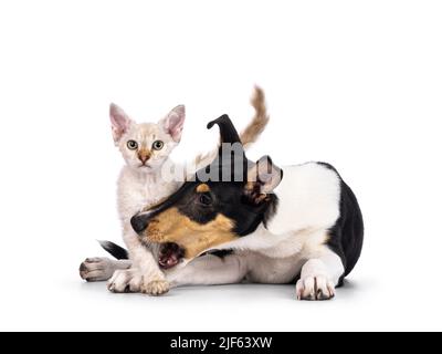 Liscio cucciolo di cane Collie e gattino di gatto LaPerm, giocando insieme. Cat guardando verso la telecamera. Isolato su sfondo bianco. Foto Stock