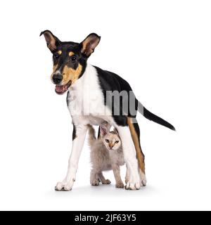 Liscio cucciolo di cane Collie in piedi sopra e gatto gattino LaPerm. Entrambi guardando verso la fotocamera. Isolato su sfondo bianco. Foto Stock