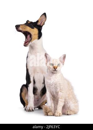 Cucciolo liscio di cane Collie e gattino di gatto LaPerm, seduti insieme. Cane sbadiglio e gatto guardando verso la macchina fotografica. Isolato su sfondo bianco. Foto Stock