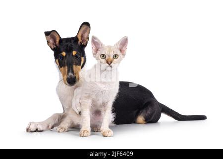 Cucciolo liscio di cane Collie e gattino di gatto LaPerm, steso e seduto insieme. Entrambi guardando verso la fotocamera. Isolato su sfondo bianco. Foto Stock