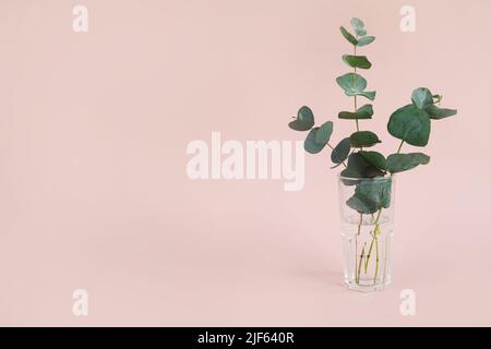 Rametti di eucalipto naturale in vaso di vetro su sfondo rosa. Home fiori interni Foto Stock