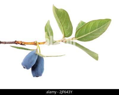 Torce in nido d'ape con foglie verdi isolate su sfondo bianco. Bacche mature di miele. Tracciato di ritaglio Foto Stock