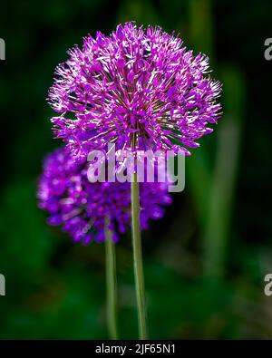 Infiorescenza a forma di sfera. Foto Stock